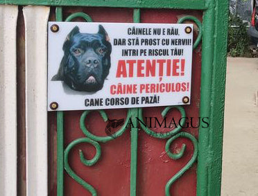 Placa Avertizare Cane Corso - Nu e rau! - 2 variante