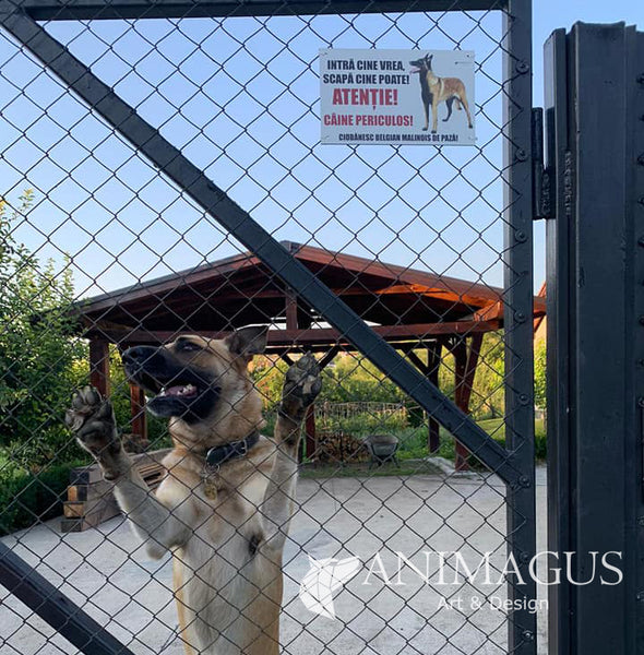 Placa Avertizare Malinois - Intra cine vrea!